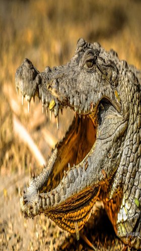 The Kachikally Experience